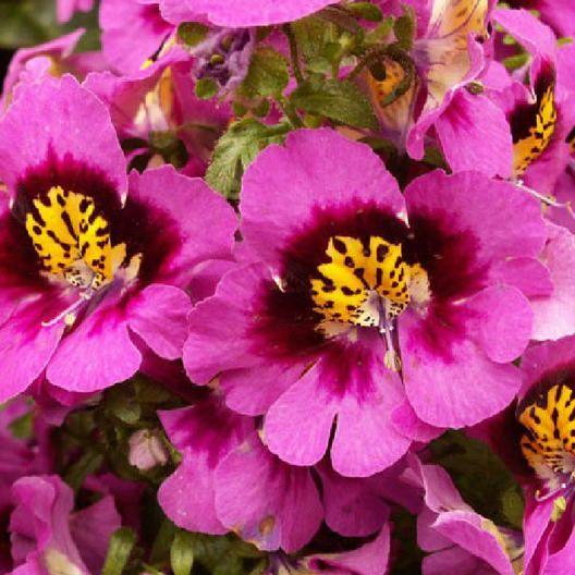 BUTTERFLY FLOWER - ANGEL WINGS MIX-chloriseeds