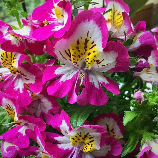 BUTTERFLY FLOWER - ANGEL WINGS MIX-chloriseeds