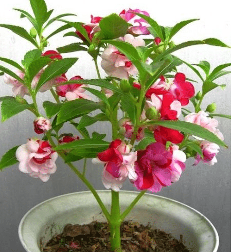 IMPATIENS SEEDS - CAMELIA FLOWERED MIXED-chloriseeds