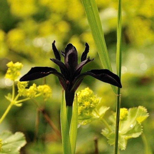 SIBERIAN IRIS ROOTS (FALL-PLANTED) - BLACK FLOWERED-chloriseeds