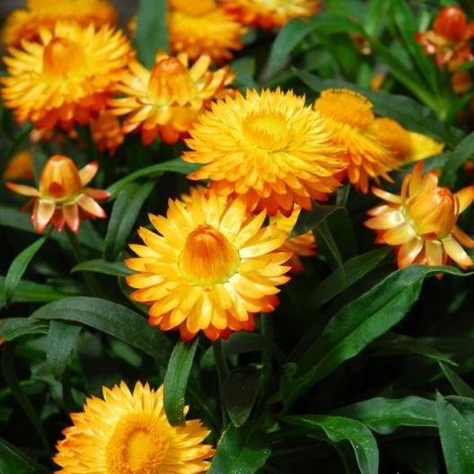 STRAWFLOWER SEEDS - GOLDEN YELLOW-chloriseeds