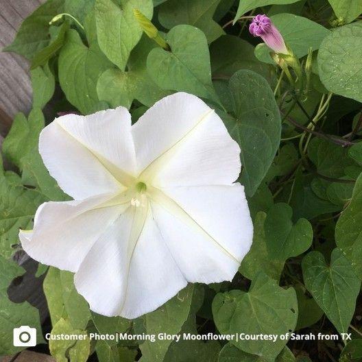 MOONFLOWER SEEDS-chloriseeds