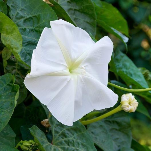 MOONFLOWER SEEDS-chloriseeds