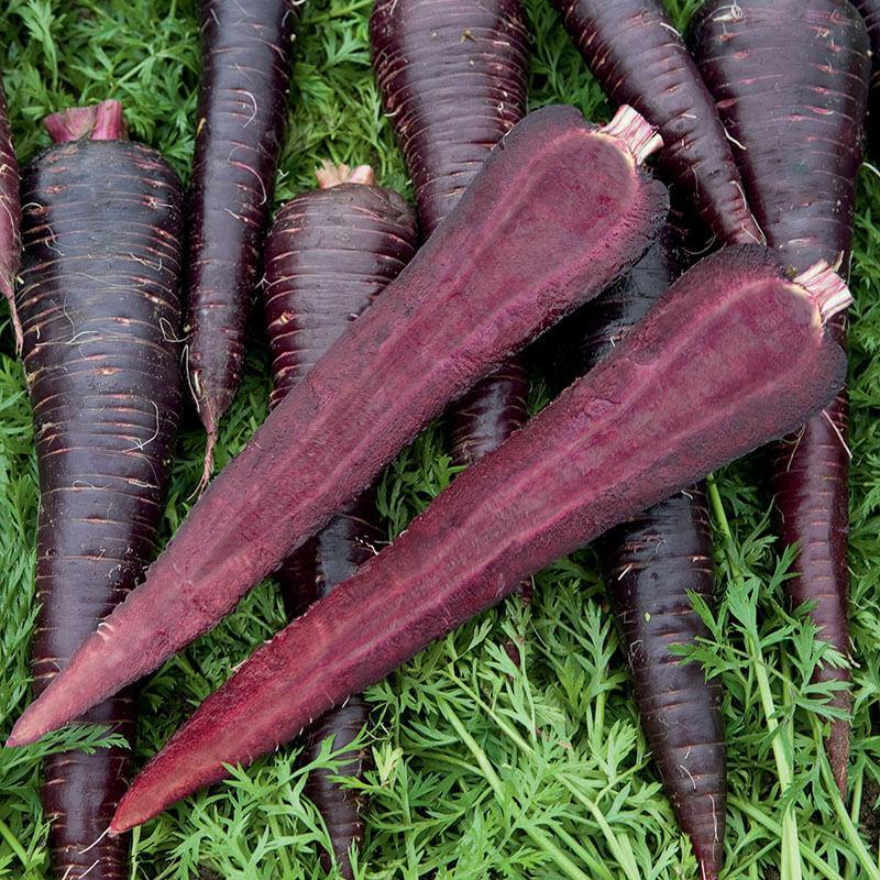 Pusa Asita Black Carrot-chloriseeds