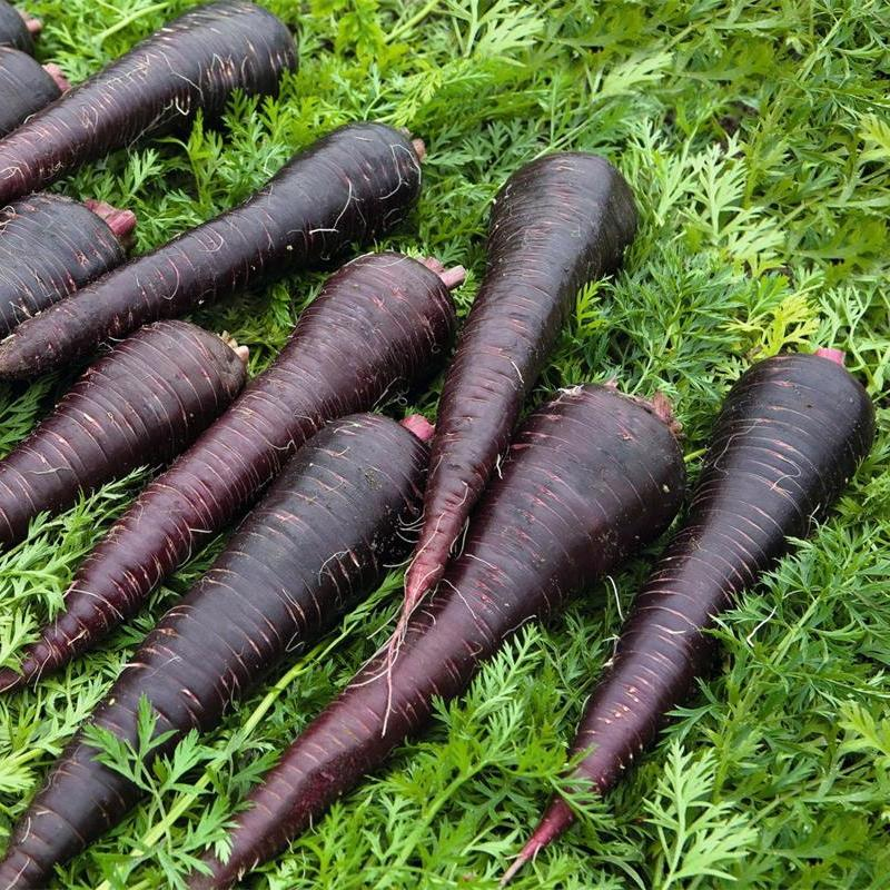Pusa Asita Black Carrot-chloriseeds