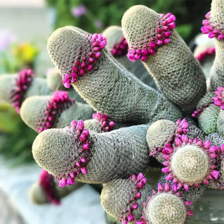 The Mammillaria Matudae Cactus Flower Plant Seeds-chloriseeds