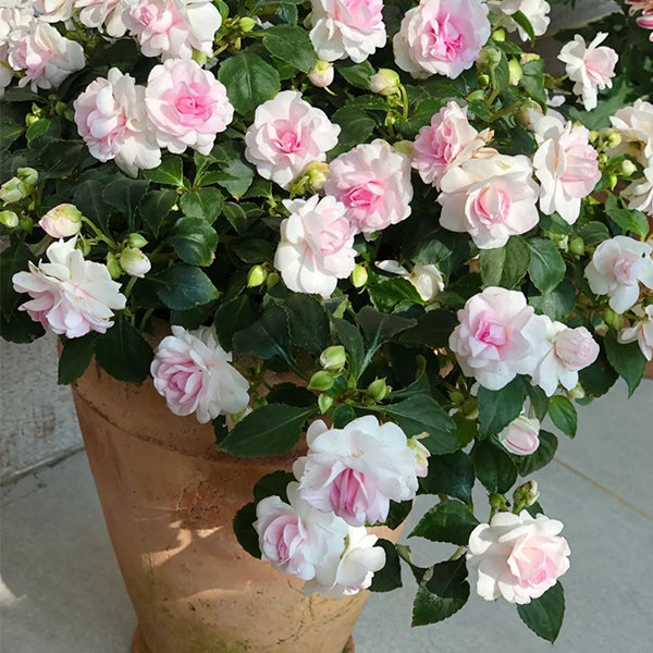 Pink Double Camellia Impatiens Sweet Princess Seeds-chloriseeds