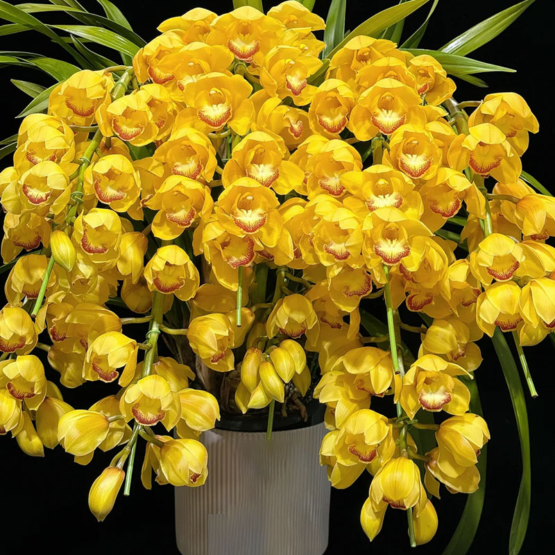Cymbidium Orchid Seeds, Rare Cymbidium Seeds