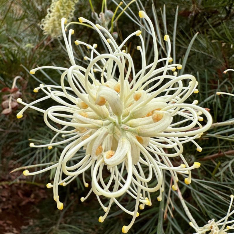 Beautiful Spider Flower Seeds - Grevillea sp.