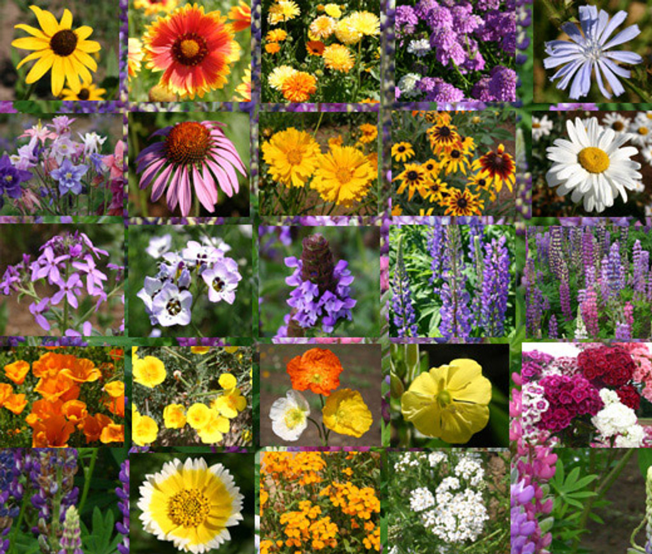 🔥53% OFF Mixed Perennial Flower Seeds – Over 60 Mixed Varieties