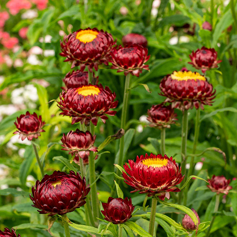 🌼 Strawflower Seeds – Everlasting Beauty for Your Garden! ✨