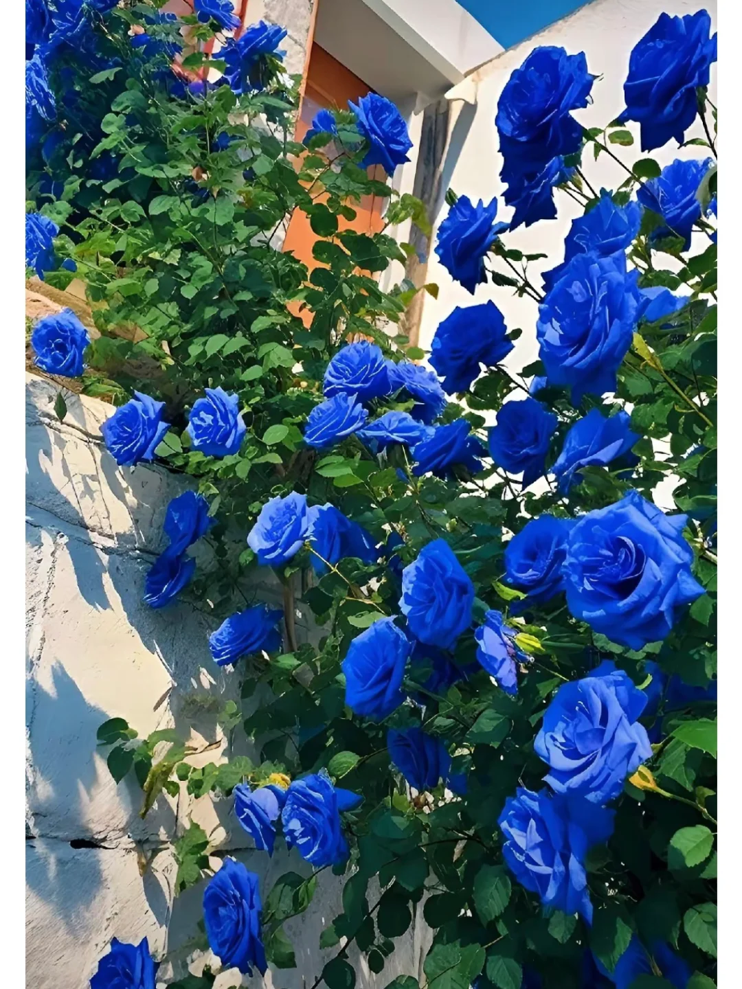 💙BLUE ENCHANTRESS ROSE SEEDS🌹50% OFF🔥