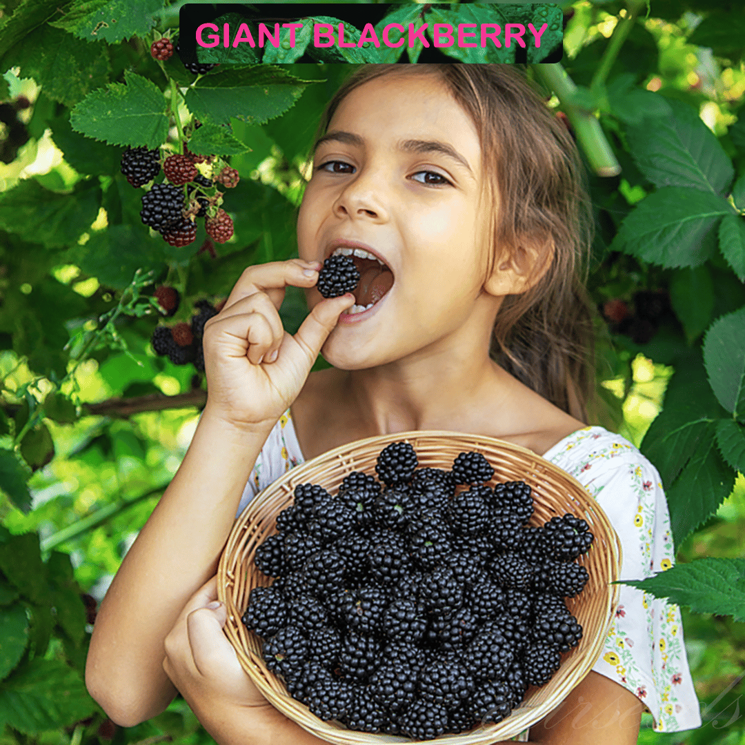 Sweet Giant Blackberry Seeds
