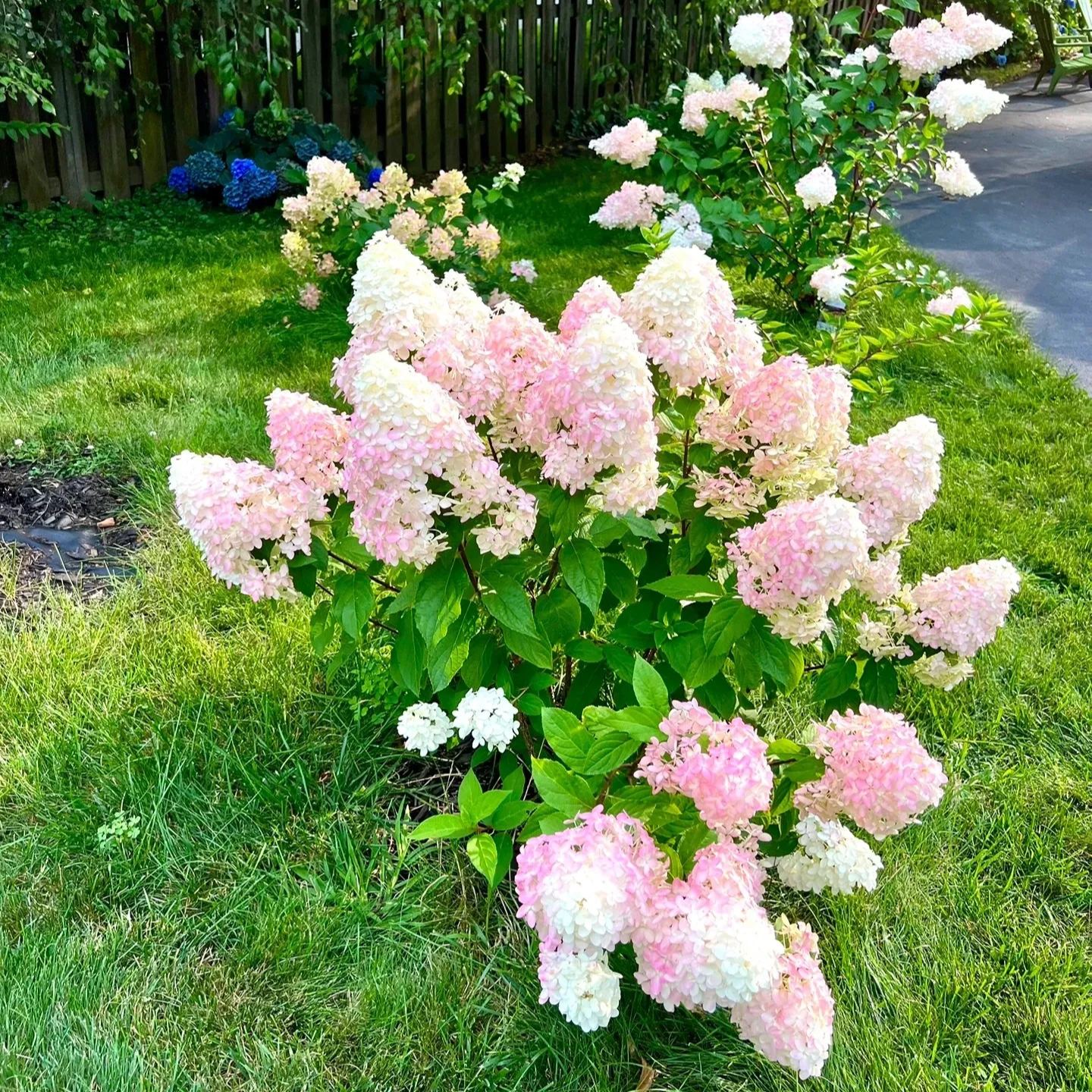 Cone Hydrangea Flowers Seeds-Vanilla Strawberry & Limelight-chloriseeds