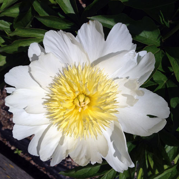 White Lily Calendula Flower Seeds-chloriseeds