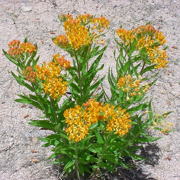Yellow Asclepias Syriaca Flower Seeds-chloriseeds