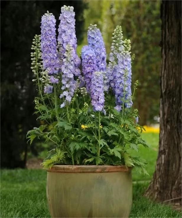 Delphinium Seeds🌸Suitable for autumn & winter