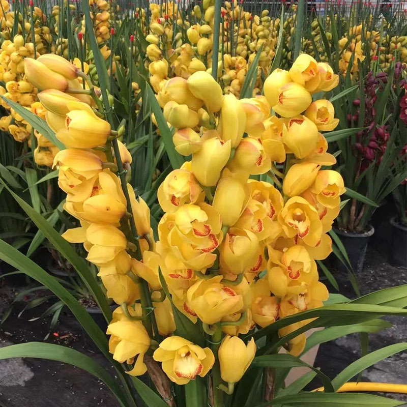 Cymbidium Orchid Seeds, Rare Cymbidium Seeds