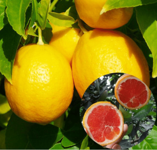 9 PCS VERY RARE LEMON SEEDS