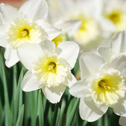 Perennial Daffodil Bulbs