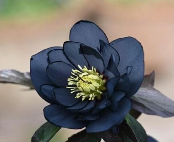Black Helleborus - Christmas Rose