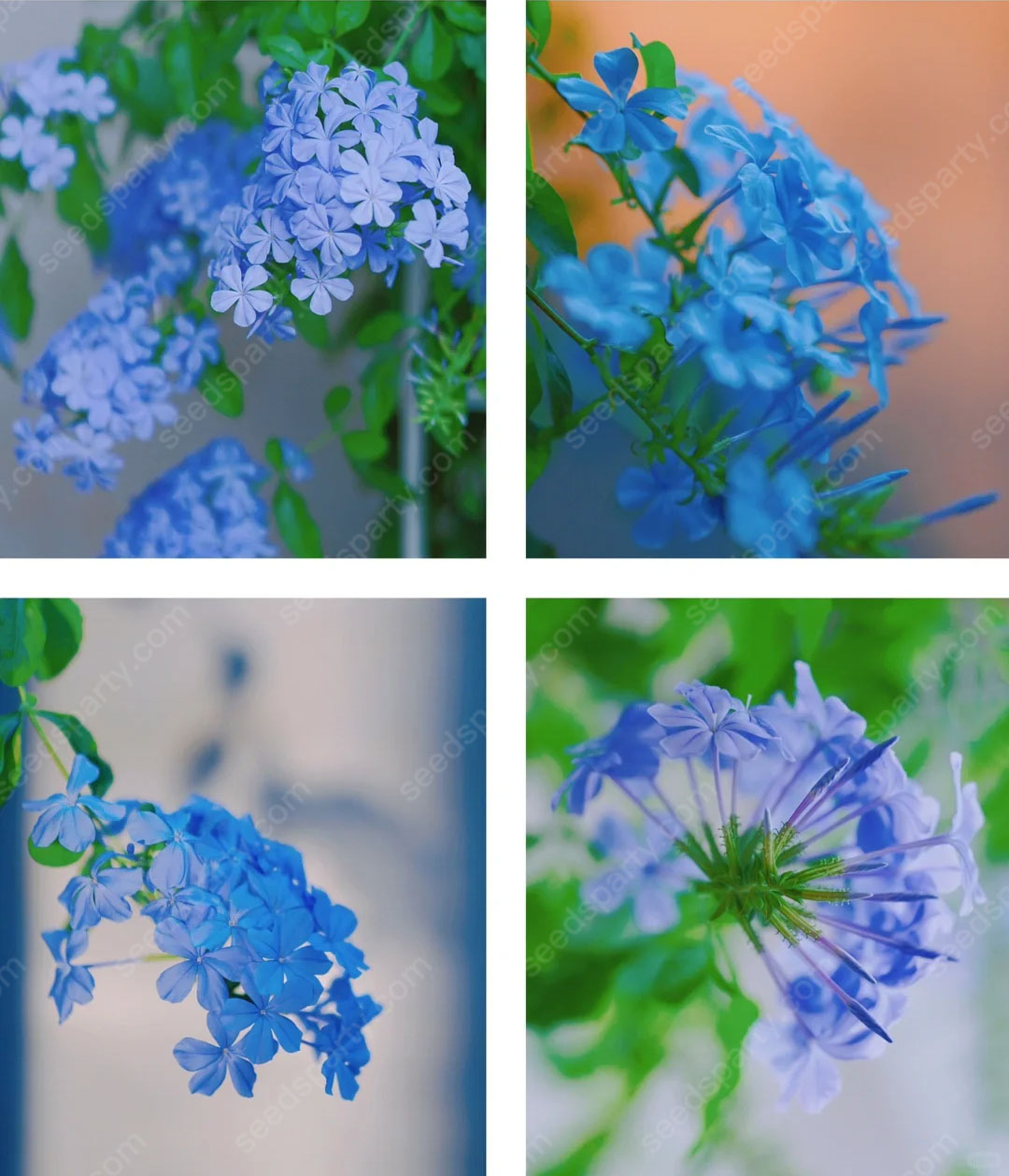🚀Extremely discounts🌱Blue Plumbago Seeds Easy to Grow with an Extended Bloom Period