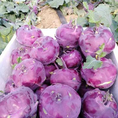 Kohlrabi Kolibri-chloriseeds