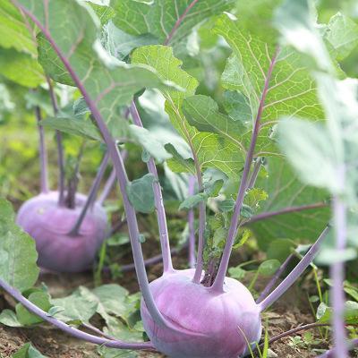Kohlrabi Kolibri-chloriseeds