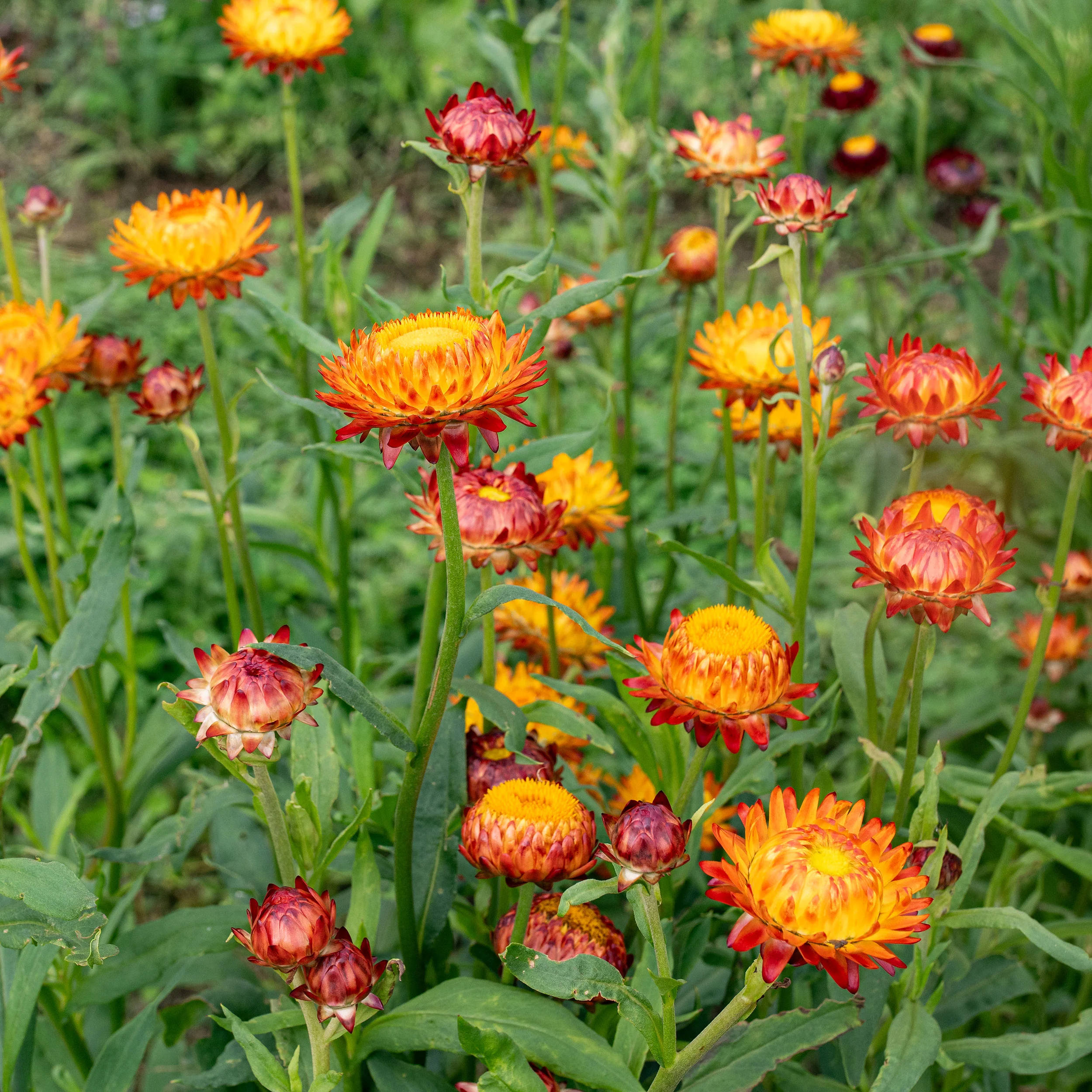 🌼 Strawflower Seeds – Everlasting Beauty for Your Garden! ✨