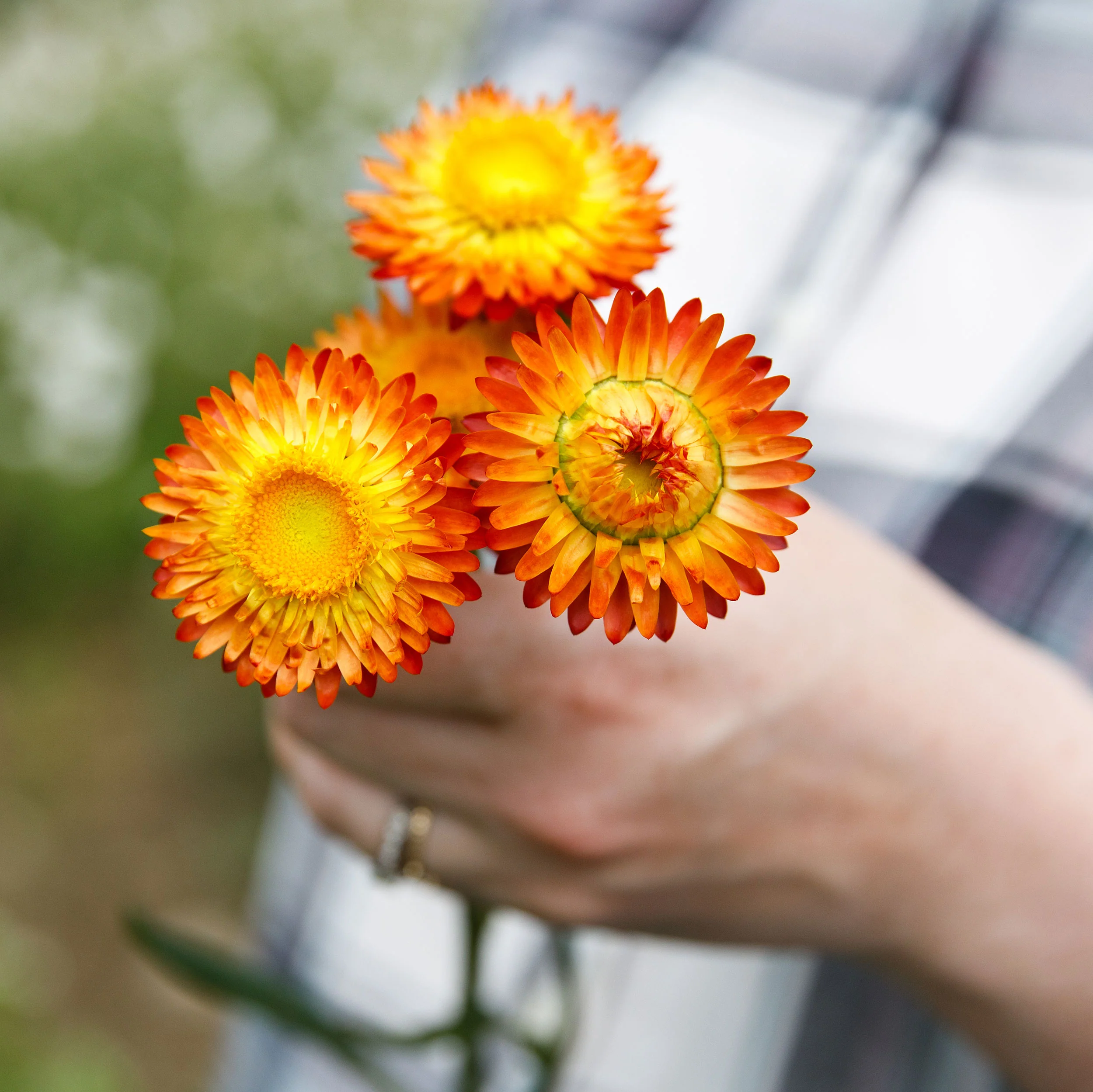🌼 Strawflower Seeds – Everlasting Beauty for Your Garden! ✨