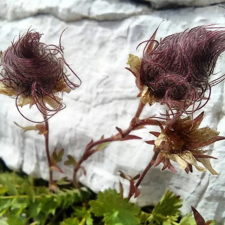 Rare Prairie Smoke Flower Seeds