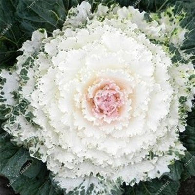 White Collard Vegetable Seeds-chloriseeds
