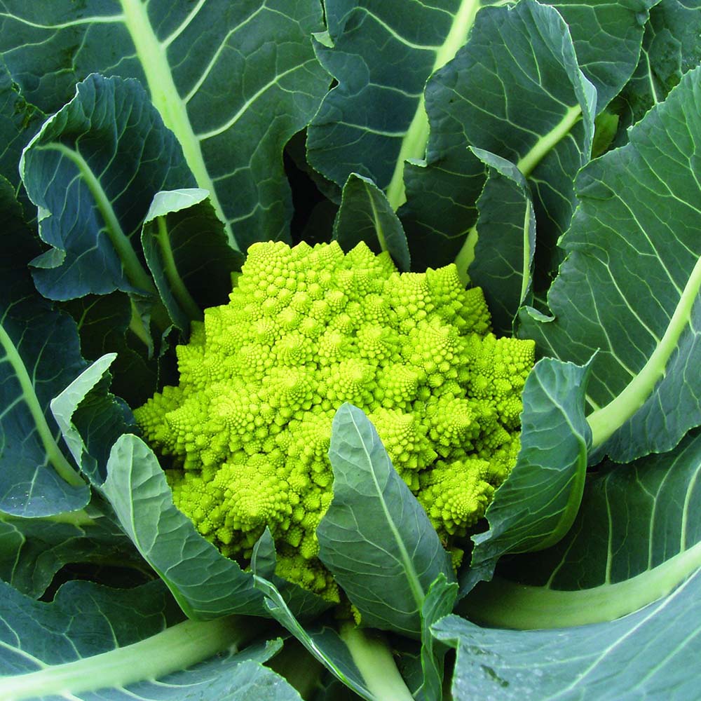 Heirloom Cauliflower - Broccoli ''Romanesco Precoce'' ~50/100 Seeds