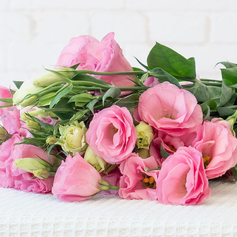 Multicolor Lisianthus(Eustoma grandiflorum) - 200 seeds