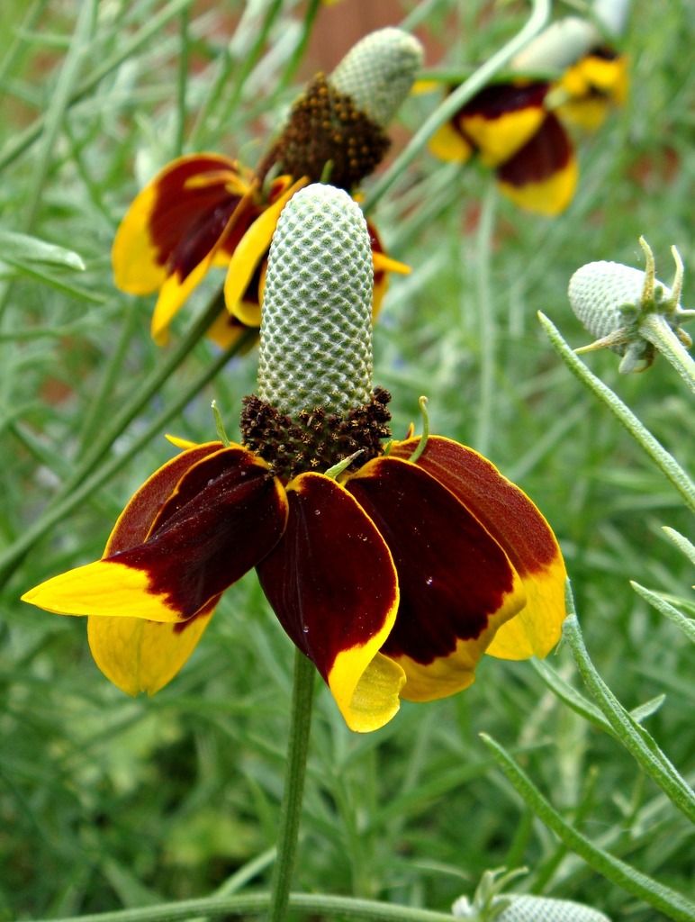 Ratibida columnifera | Mexican Hats | Grey Headed Coneflower