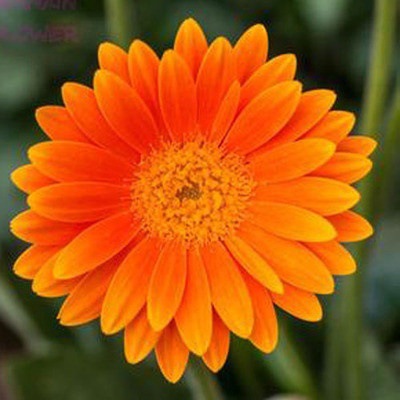 Pyrethrum-Double Gerbera Flower Seeds. Get 50% off