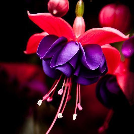 Fuchsia Flowers Seeds Lantern Flower, Bonsai Flower Seeds-chloriseeds