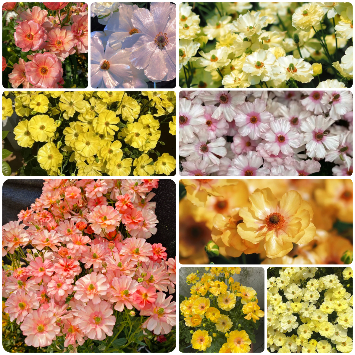 🦋 Butterfly Ranunculus Bulbs🌸