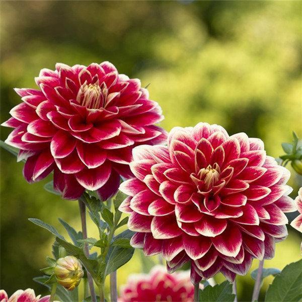100Pcs Dahlia Bulb Flower Seeds Bonsai Flower Bulbs-chloriseeds