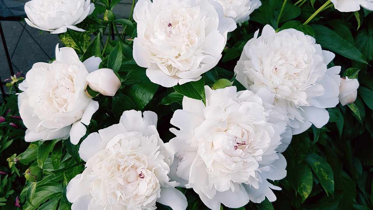 10Pcs Peony Flower Seeds Perennial Paeonia Suffruticosa Bonsai Plants Home Garden