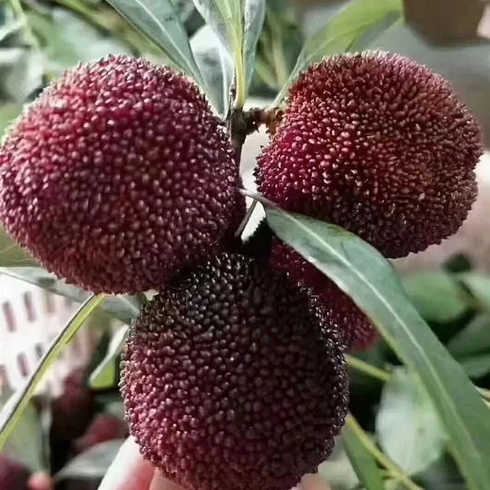 Sweet Bayberry Seeds