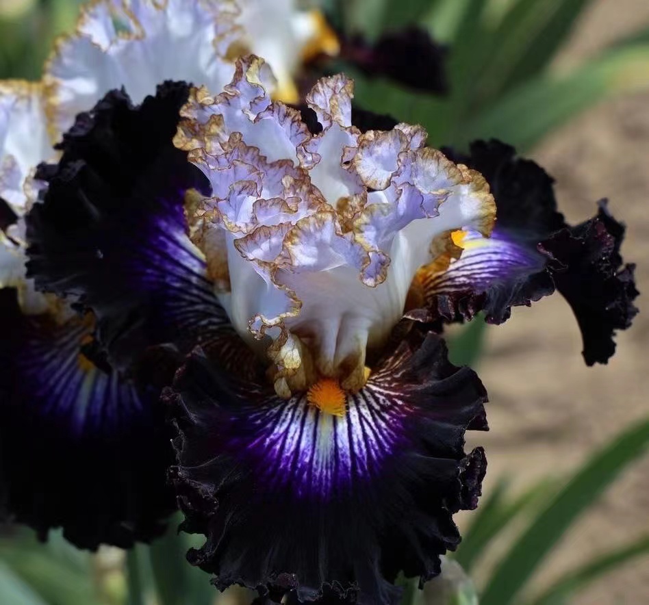 Rare Iris - Reckless Child-chloriseeds