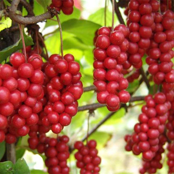 Egrow 50Pcs（100Pcs）/Pack Schisandra Seeds Chinese Magnolia Vine Edible Garden Fruit Tree Seed DIY Plants-chloriseeds