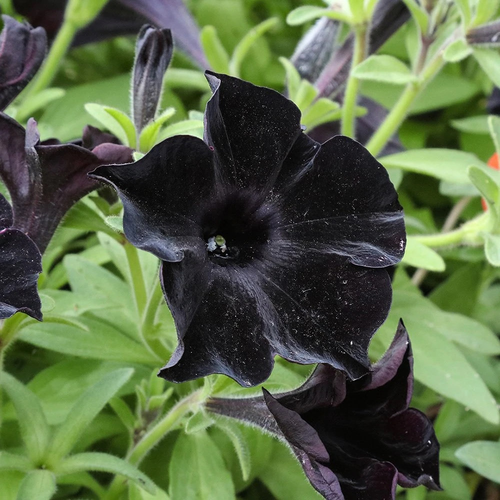 Black Petunia Seeds