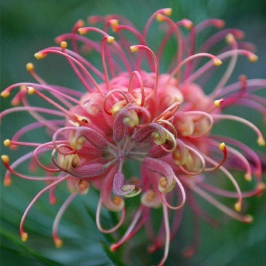 Pink Spider Flower - Grevillea sp. - Rare 'Plant' Seeds