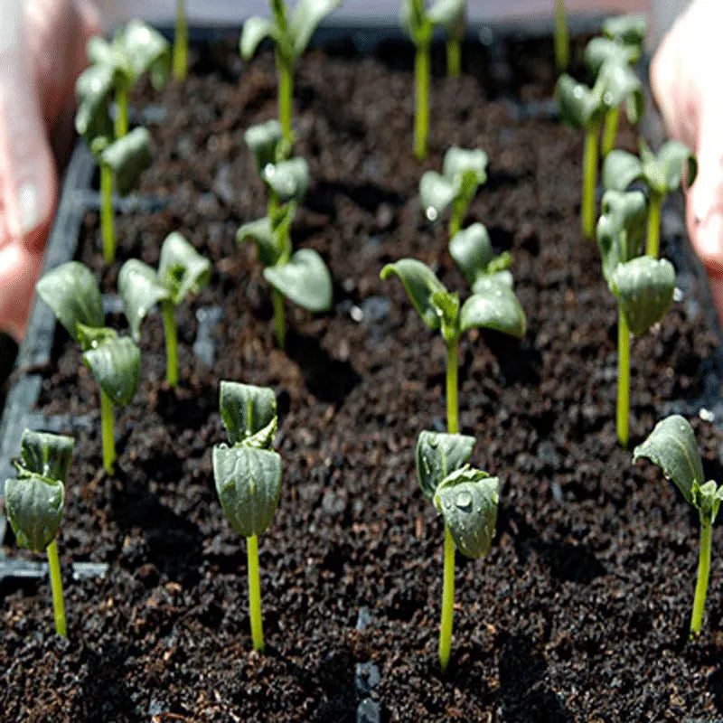 Rare black cucumber seeds - discover the unique variety in your garden! 🥒🖤