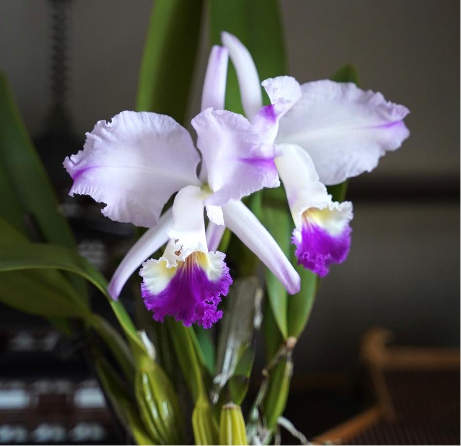 Orchids Cattleya Flower Seeds Rare 9 Kinds Home Plant Perennial Bonsai-chloriseeds