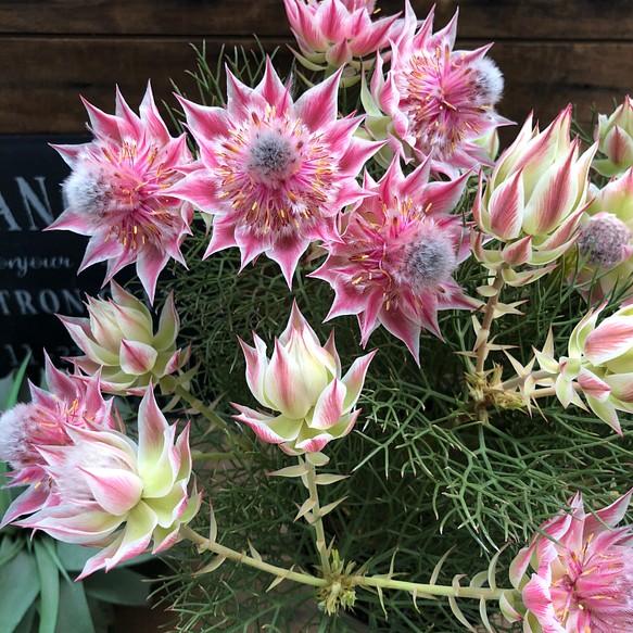 🌸Blushing Bride: A Reflection of Elegance and Romance-chloriseeds