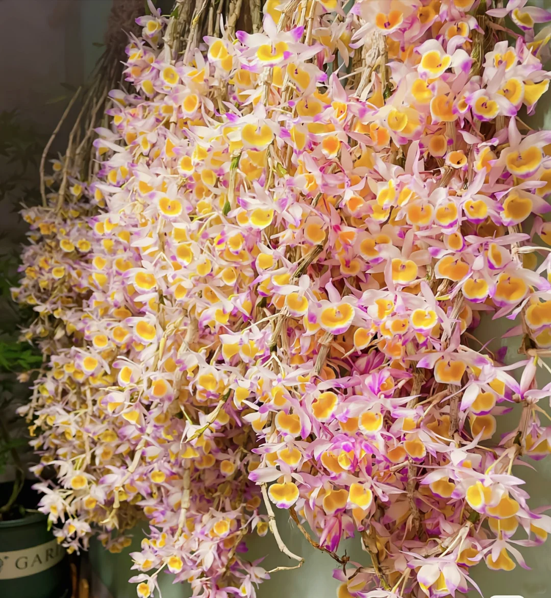 Rare Dendrobium Orchid Seeds-chloriseeds