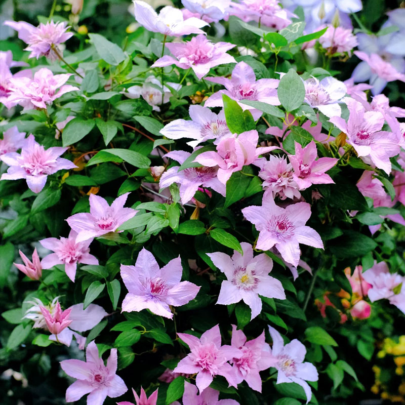 Mixed-Color Climbing Clematis Flower